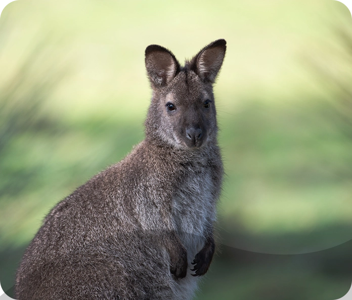 A close up of a kangaroo in the grass