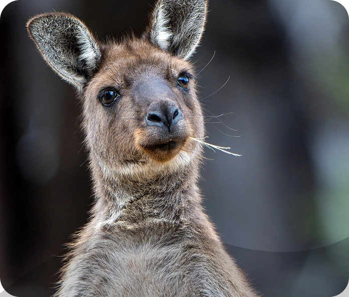 A kangaroo with its tongue hanging out.