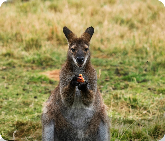 A kangaroo is standing in the grass with its head up.