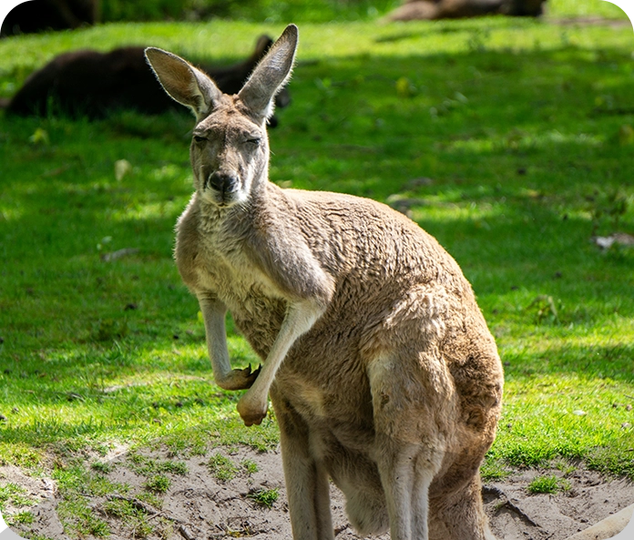 A kangaroo standing on top of some grass