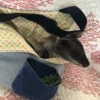 A small animal is hiding in the bag