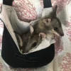 Two small animals in a bag on the bed