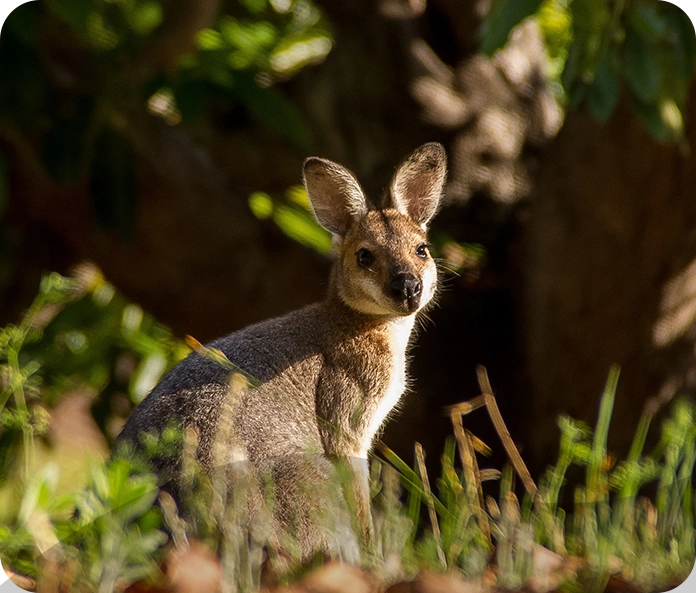 A kangaroo is standing in the grass near some trees.