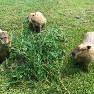 Three capybaras are standing in a field.