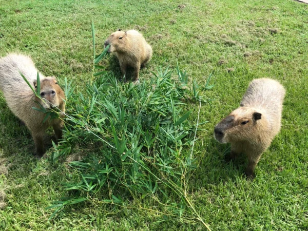 Three capybaras are standing in a field.