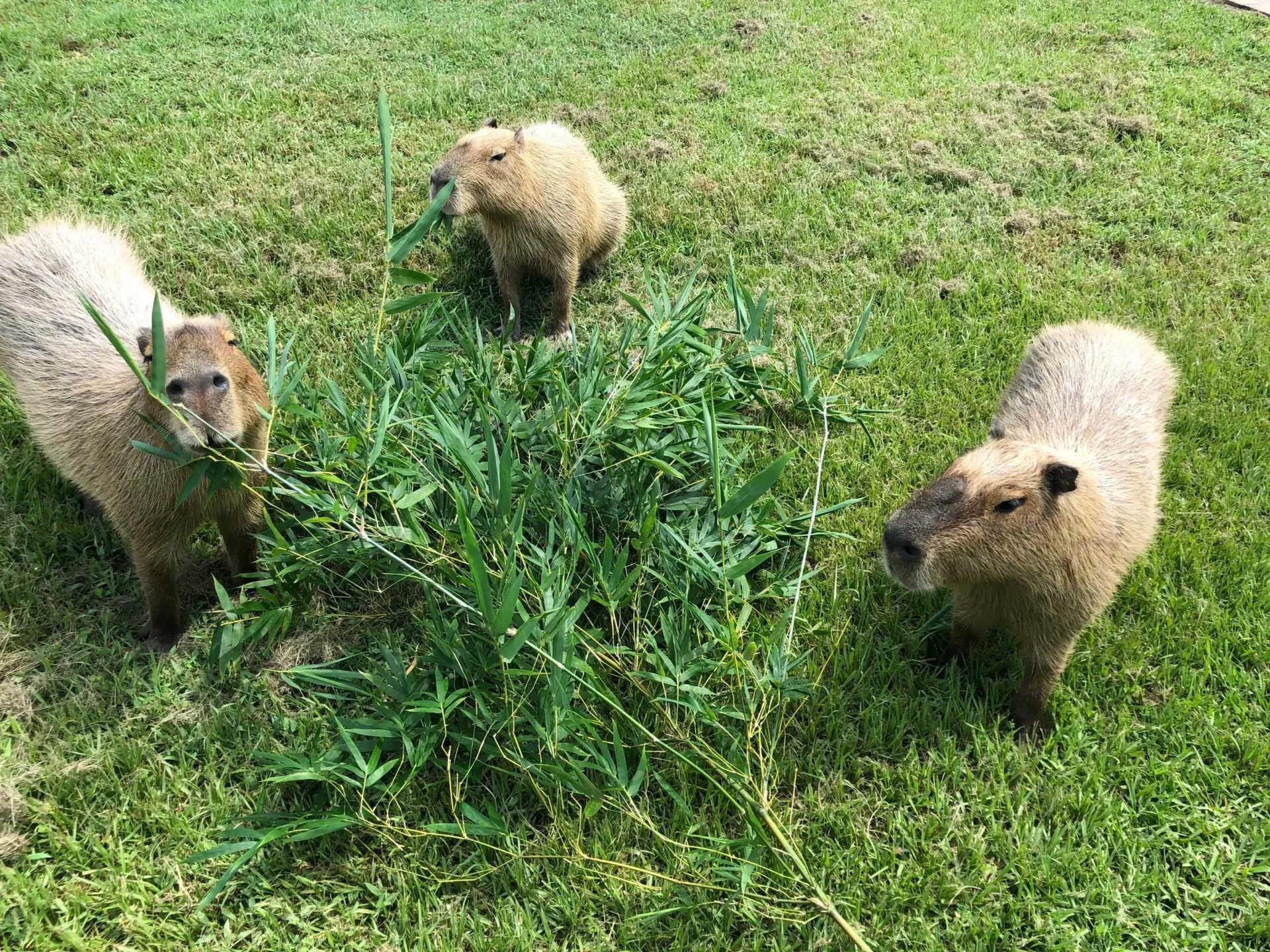 Three capybaras are standing in a field.