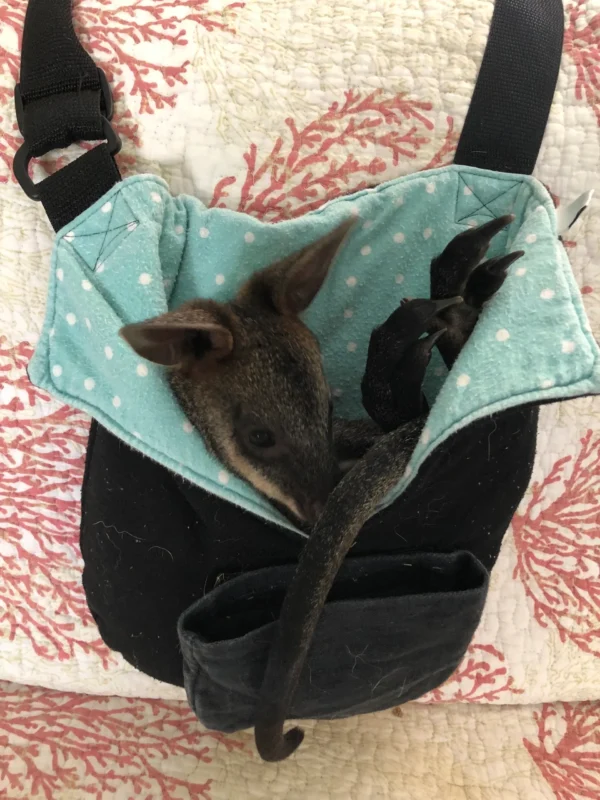 A small animal is in the pocket of a purse.