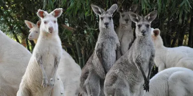 A group of animals standing next to each other.