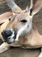 A kangaroo laying down on the ground with its eyes closed.