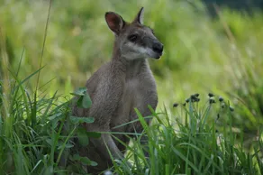 A kangaroo sitting in tall grass looking at the camera.