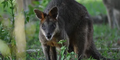 A close up of an animal in the grass