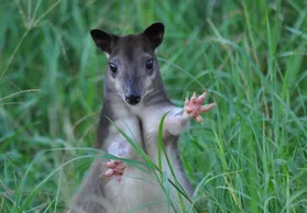 A small animal standing in the grass.